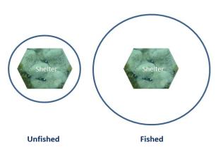 The extent to which prey fish will range from shelter (blue line) in fished (lower predator density) and unfished (higher predator density) areas. Photo: Belinda Fabian.