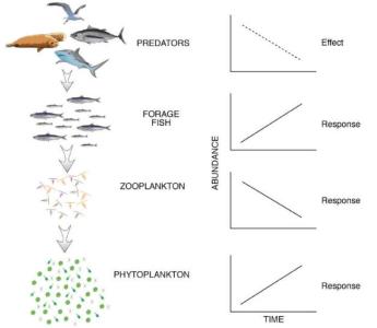 Example of a food web and the responses of lower trophic levels to a reduction in the number of top-level predators  (Cury et al. 2001).